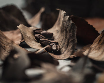 The Journey of Coffee – From Bean to Cup